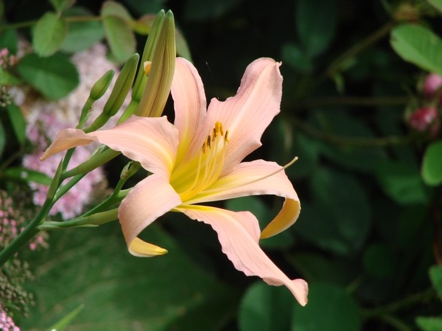 h.bed of rose